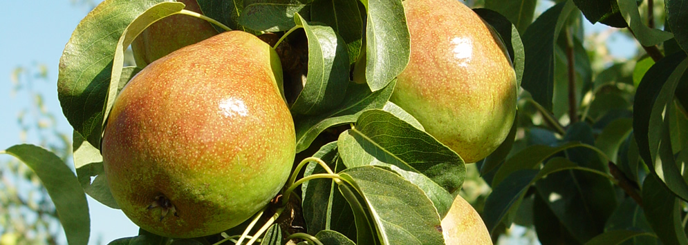 01-green-pears.jpg
