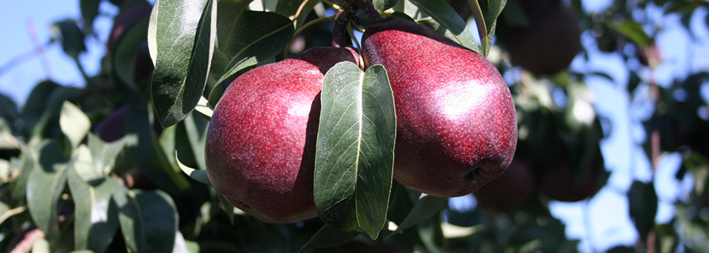 03-red-pears.jpg